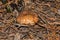 Mushroom Suillus luteus common growing in the pine forest. Mushroom suillus luteus in dry pine needles closeup.