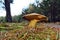 Mushroom suillus variegatus
