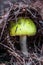 A mushroom in Sussex Bluff Trail, New Brunswick, Canada.