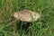 Mushroom in a thicket of grass