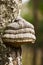 Mushroom Tinder fungus on birch tree