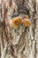Mushroom Tinder fungus on birch tree.
