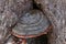 Mushroom tinder fungus on a tree close-up