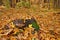 Mushroom tinder on a stump in forest in lovely autumn day