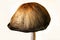 A mushroom or toadstool