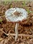 A mushroom or toadstool is the fleshy, spore-bearing fruiting body of a fungus, typically produced above ground, on soil.
