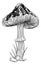 Mushroom Toadstool Fungus Vintage Engraved Woodcut