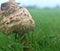 Mushroom, Toadstool, after heavy rains in Oklahoma City