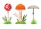 Mushroom and toadstool. Illustration of the different types of mushrooms on a white background. Colorful forest wild