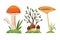 Mushroom and toadstool. Illustration of the different types of mushrooms on a white background. Colorful forest wild