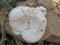 Mushroom Trametes on a tree trunk