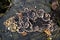 Mushroom trametes on a tree trunk in autumn in the forest