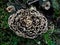 Mushroom trametes versicolor