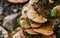 Mushroom (Trametes versicolor) on a rotting fallen tree for Cure