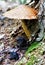 Mushroom at tree base