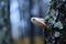 Mushroom on the tree. Birch on a blurred background