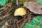Mushroom on a tree , mushroom in forest