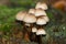 Mushroom on tree trunk. Group of Mycena Mushrooms in the forest.