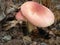 Mushroom Tricholomopsis rutilans.