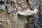 Mushroom on the trunk of rotten birch