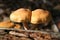 Mushroom twins