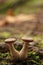 Mushroom twins on a damp forest ground
