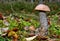 Mushroom twins leccinum versipelle