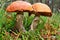 Mushroom twins leccinum versipelle