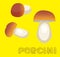 Mushroom Type Porcini Vector Illustration