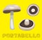 Mushroom Type Portobello Vector Illustration