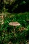 mushroom umbel Macrolepiota procera on a green sunny lawn. View from above. copy space