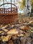 Mushroom under yellow foliage, I wonder if the forester will put it in his basket