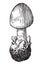 Mushroom, vector, drawing, engraving, illustration,amanita, agaric, poison, egg, small, young