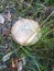 Mushroom in Western Australia