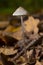Mushroom White Milking Bonnet Mycena galopus var. candida on a blurred background