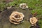 Mushroom Wood