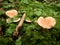 Mushroom wood clover moss forest fall