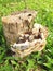 Mushroom Wooden Stump