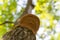 Mushroom, woody, on a tree, one, brown, bottom-up