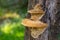 A mushroom Xanthoporia radiata of yellow color grows on the bark of the tree.