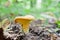 Mushroom yellow chanterelle Cantharellus cibarius grows in the woods