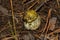Mushroom Yellow Knight Tricholoma equestre with a thick leg closeup.