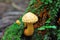 Mushroom yellow scaly Pholiota flammans