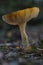 Mushroom yellow white Russula ochroleuca