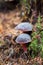 Mushroom, Zeller`s Bolete, growing at the base of a tree