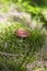 Mushroom â€“ pink russule in the forest