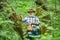 Mushroomer gathering Mushroom hunting. Smiling man picking mushrooms in the autumn forest. Senior collect mushrooms in