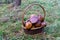 Mushrooming in forest, Wild mushrooms bay boletes in basket