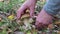 Mushrooming king Bolete mushrooms in pine tree forest. autumn season