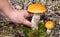 Mushrooming. Orange birch boletes close-up. Leccinum versipelle